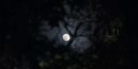 nat i naturen mørke måne